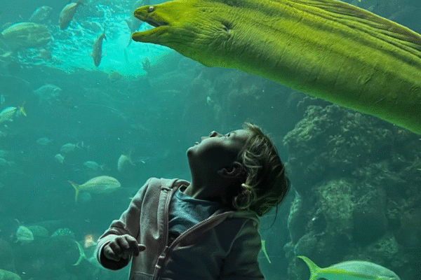 The Florida Aquarium Family Day Out Tampa Florida Attractions