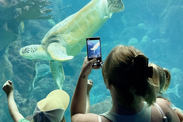 The Florida Aquarium Family Day Out Tampa Florida Attractions