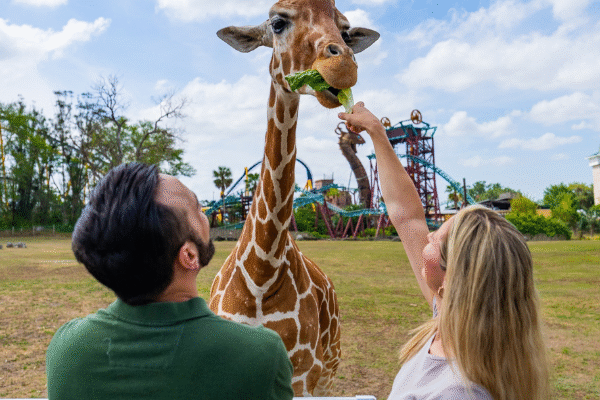 Busch Gardens Best Theme Park Tampa Amusement Park Florida Safari Family Attraction