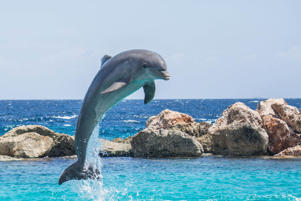 Clearwater Beach Tampa Florida Things To Do In Clearwater