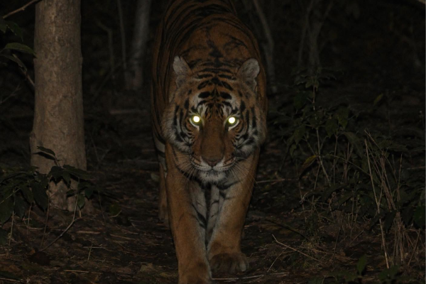 Big Cat Rescue Wild Cat Protection Big Cat Charity Florida Protecting Big Cats