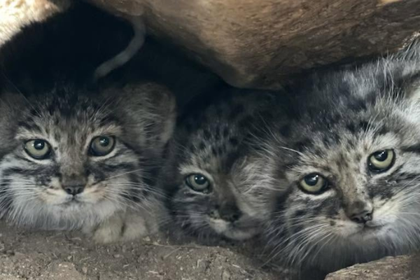 Big Cat Rescue Wild Cat Protection Big Cat Charity Florida Protecting Big Cats