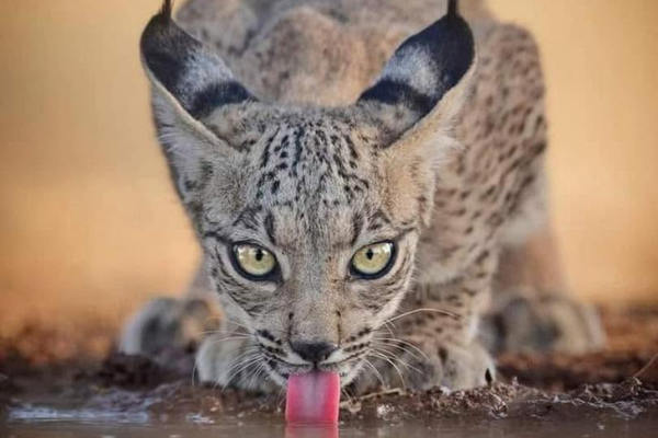 Big Cat Rescue Wild Cat Protection Big Cat Charity Florida Protecting Big Cats