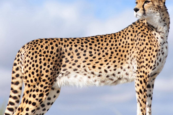 Big Cat Rescue Wild Cat Protection Big Cat Charity Florida Protecting Big Cats