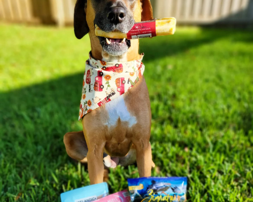 The Hounds Meow Raw Pet Food Tampa Pet Supplies Hillsborough